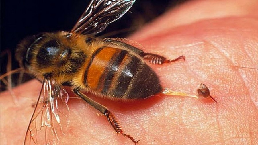 خصوصیات اجزای زهر زنبورعسل