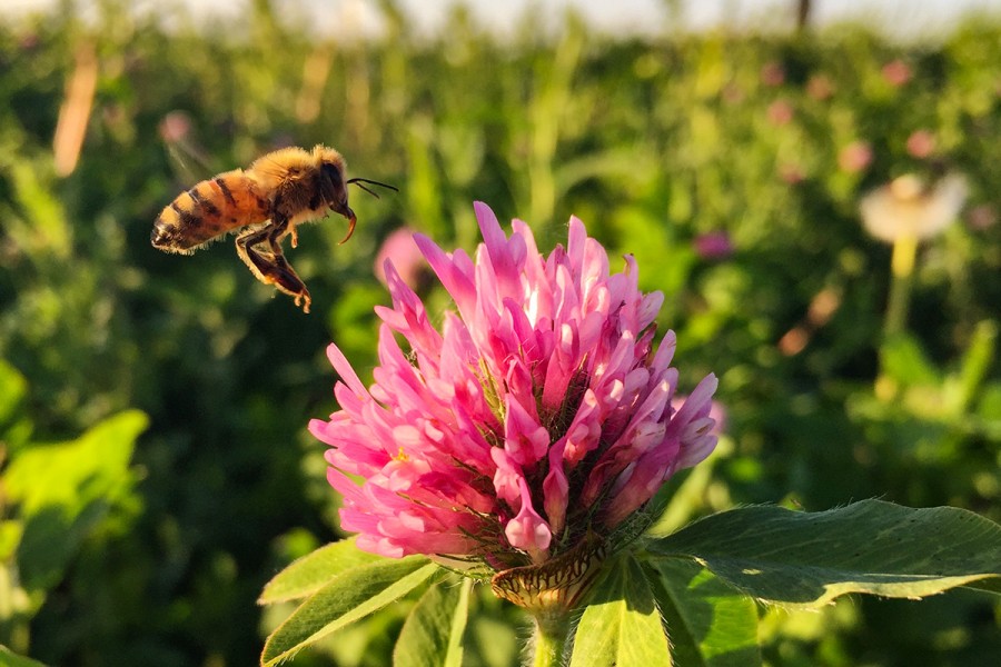 نقش زنبورهای عسل برای محیط زیست / مفید یا مخرب ؟