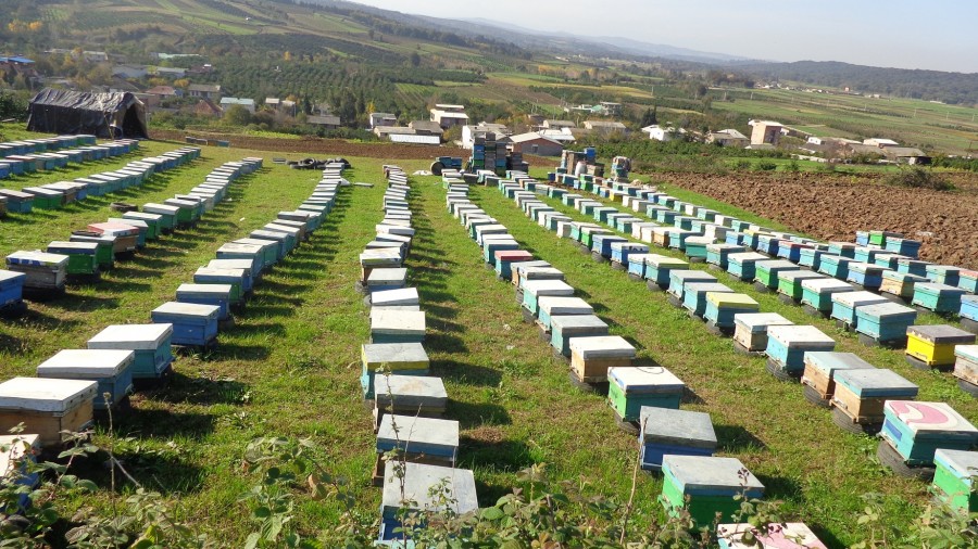 صنعت زنبورداری و ظرفیت ایجاد تحولی عظیم در اقتصاد کشور