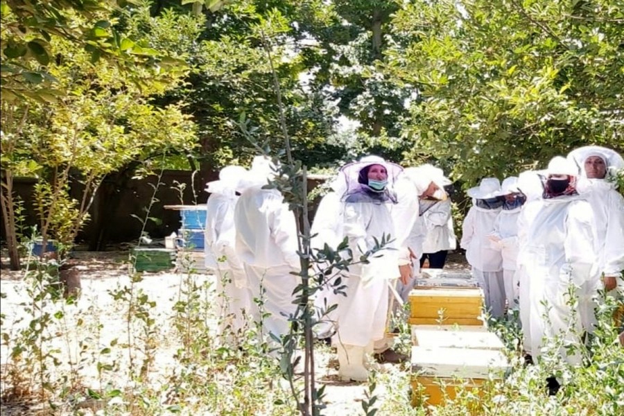 ضرورت ارتباط مستمر دانشگاه و صنعت زنبورداری