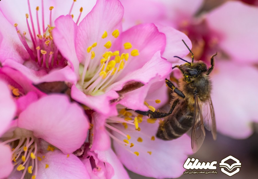 عسل‌ها همگام با روز جهانی زنبور عسل