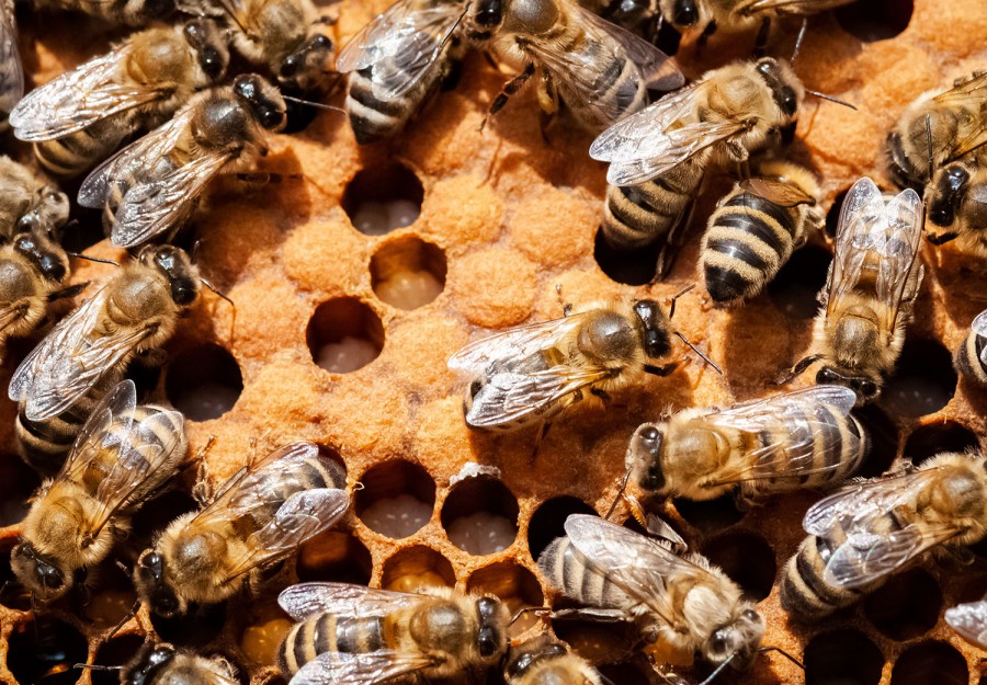 وقت آن رسیده سود خود را از زنبورداری بیشتر کنید