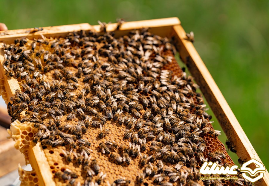 چقدر در مورد زندگی زنبور کارگر اطلاعات دارید؟