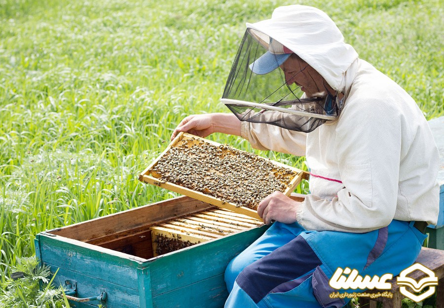 اهمیت حسابداری در زنبورداری؛