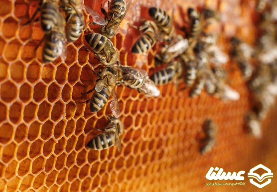 خلاصه مقاله: تغییرات القا شده توسط نانو ذرات اکسید روی محتوای پروتئین، DNAو RNA در تخمدان‌ها و اجسام چربی زنبورهای عسل