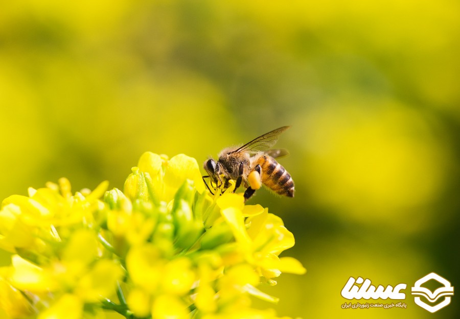 زهر زنبور ماده ای موثر برای درمان بیماری های مختلف است