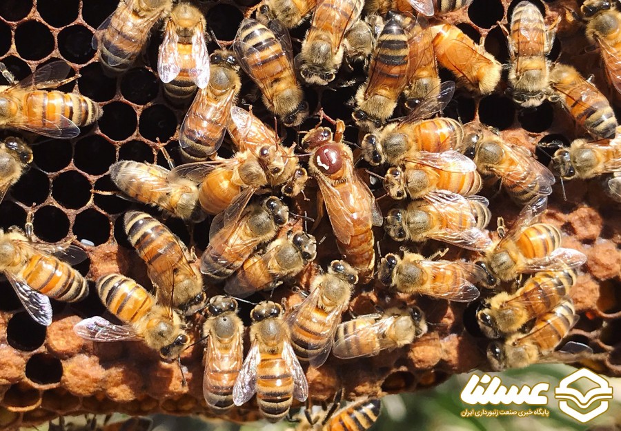ویژگی های خاص ملکه زنبور عسل را بشناسید