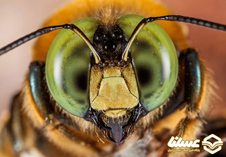 چشم ساده زنبور عسل چیست؟