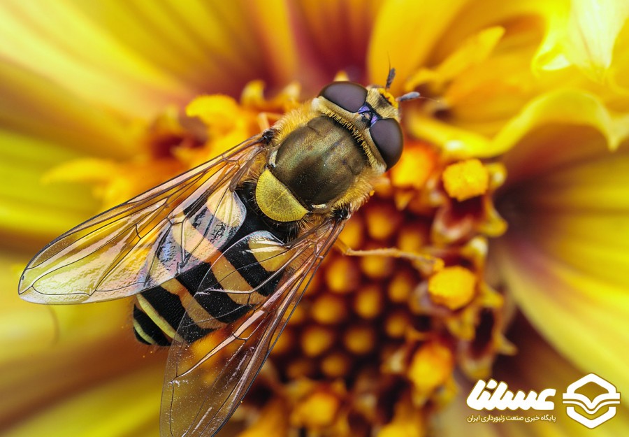 کمی بیشتر در مورد بال زنبور عسل بدانید