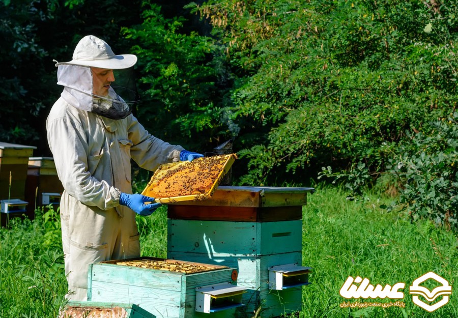 آموزش کاربردی ادغام دو کندو زنبور عسل