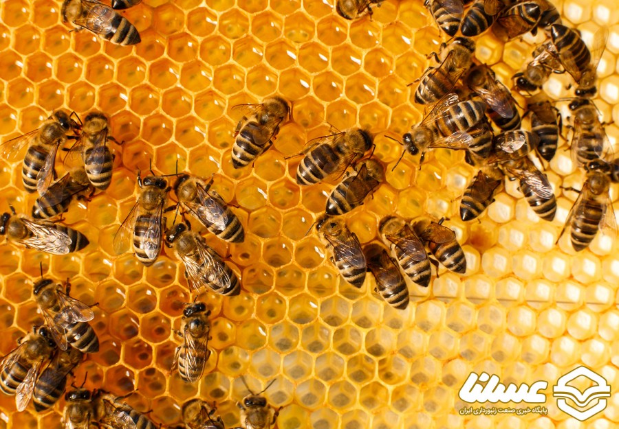 آشنایی با فسفولیپاز A2؛ یکی از مواد موثر در زهر زنبور عسل