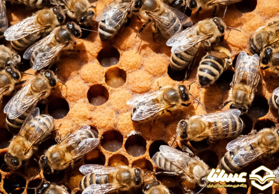 همه چیز در مورد تزریق زهر زنبور عسل