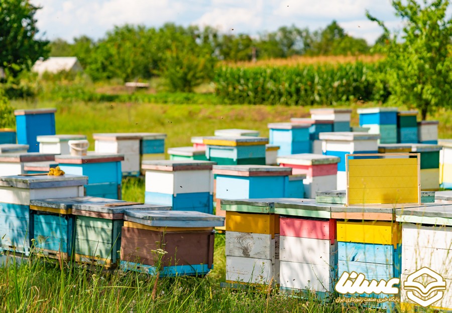 وجود هشت میلیون و ۴۰۰ هزار کلنی زنبور عسل در کشور