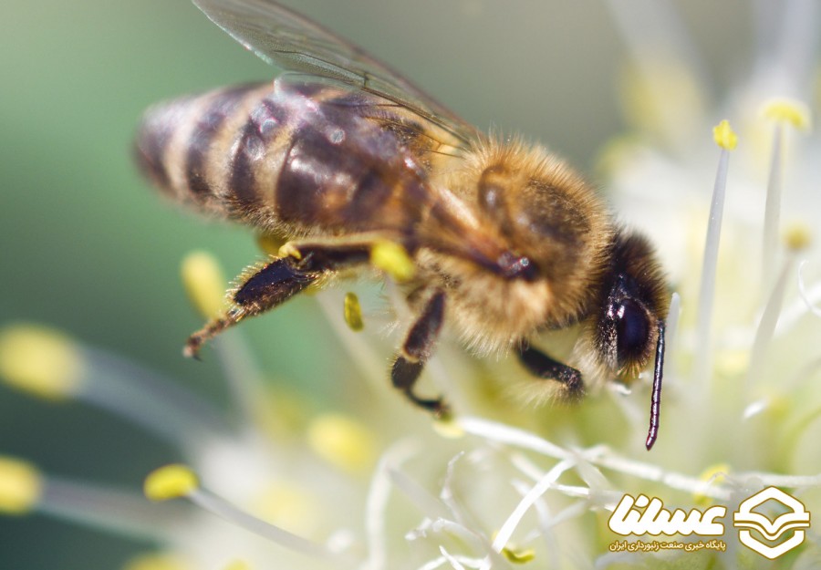 دستگاه گوارش زنبور عسل را بیشتر بشناسیم