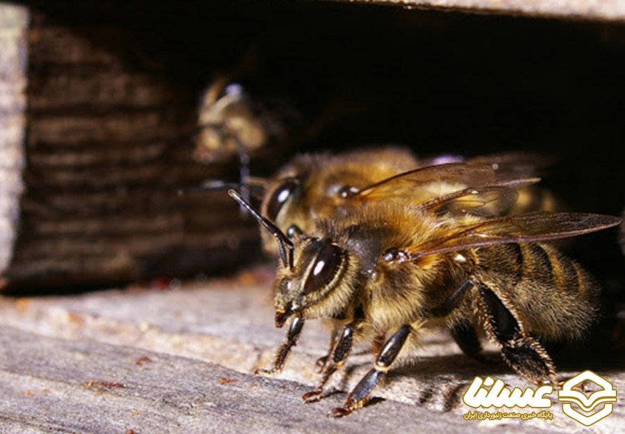 گارد نگهبان کندو؛ وظیفه ای خطیر بر دوش زنبوران کارگر