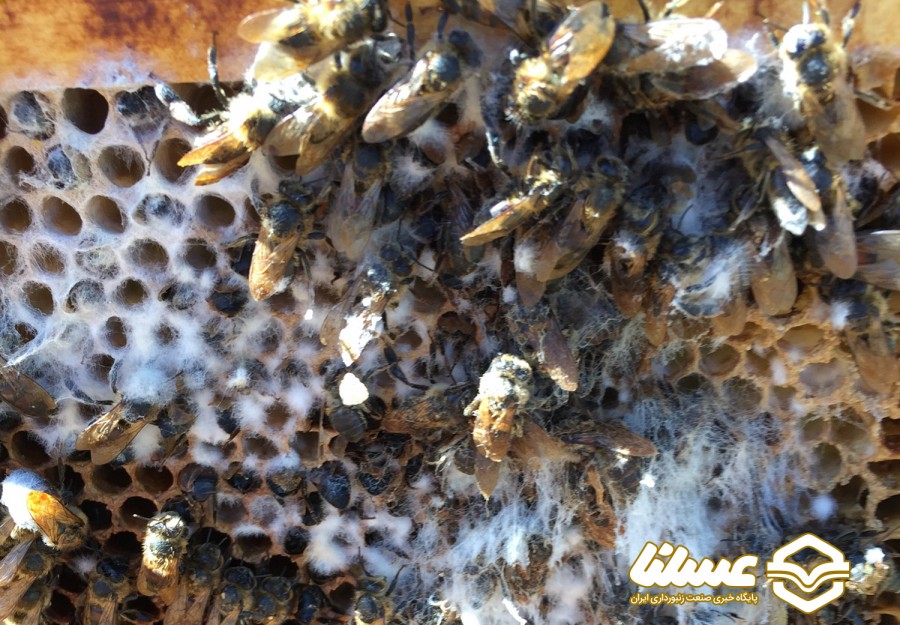 چرا شان زنبور عسل کپک می زند؟