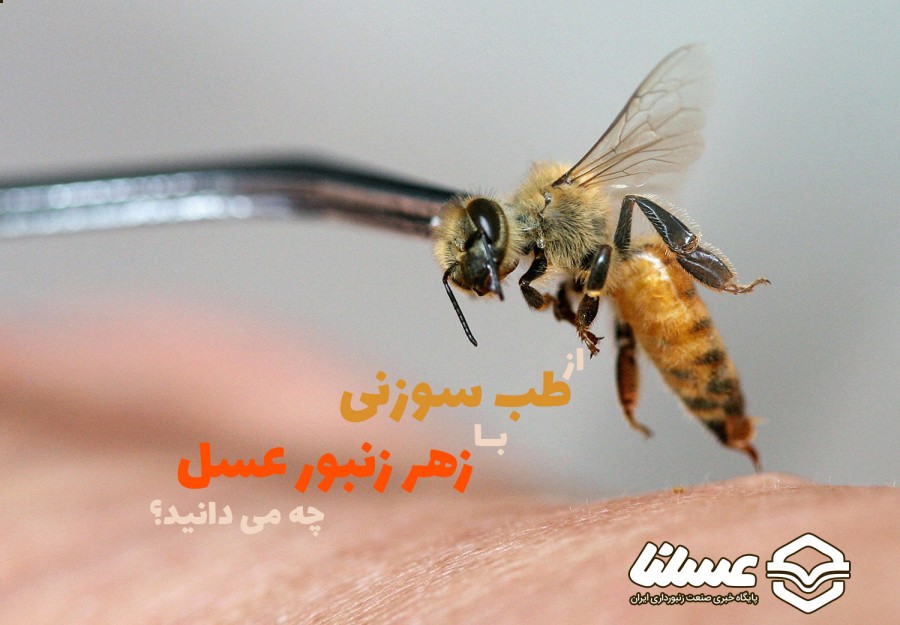 طب سوزنی زنبور عسل؛ آنچه باید در مورد زهردرمانی به روش طب سوزنی بدانیم