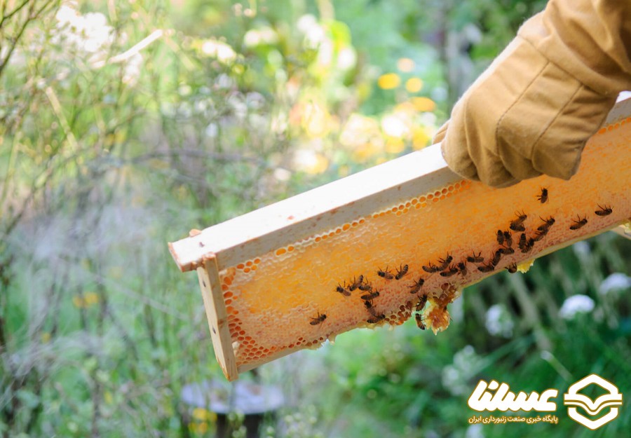 تولید ۶۸۵ گرم زهر زنبور در چهارمحال و بختیاری