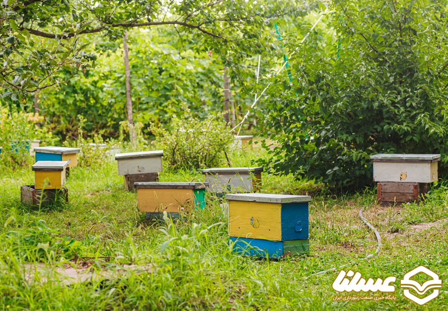 تولید ۶ تن عسل در سربیشه