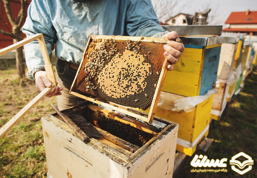 تولید 7 درصد از عسل ایران در اردبیل