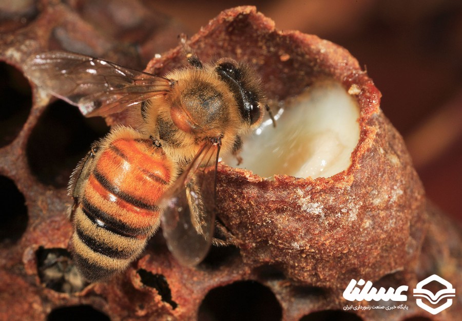 زنبوردار استهبانی ۶۰ کیلوگرم ژل رویال تولید کرد