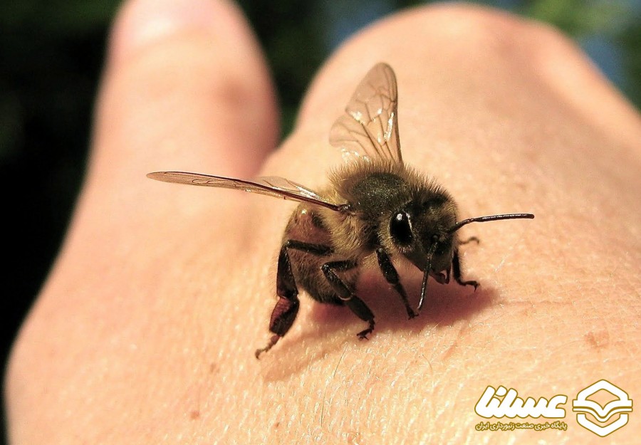 واکنش رییس انجمن زنبور عسل ایران به ادعای درمان کرونا با زهر زنبورعسل