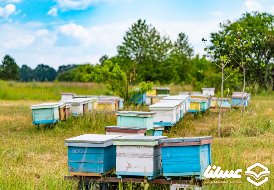 پرورش ۷۵۰۰ کندوی عسل در باغ‌های درگز