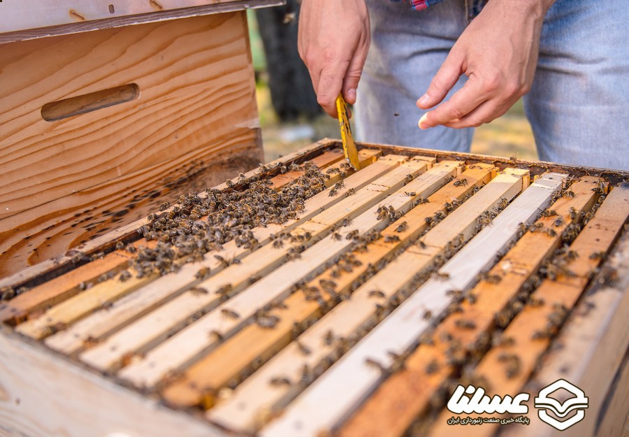 زنبورداران مشهدی در راه توسعه تولید ژل رویال هستند