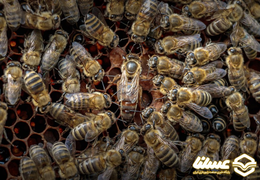 تجمع زنبورها در یک منزل مسکونی خالی!!