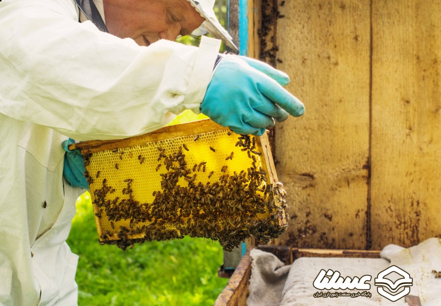 افزایش تلفات کلنی‌های زنبور عسل کانادا در سال‌های 2019-2020