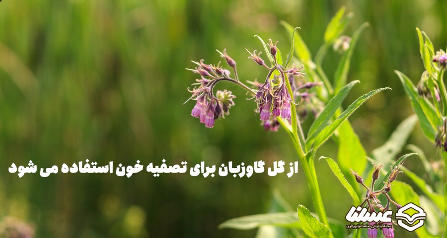 تصفیه خون با گل گاوزبان