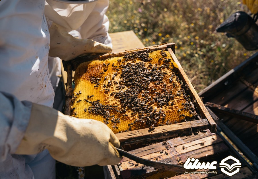 تولید انبوه ملکه زنبور عسل در سنقر و کلیایی آغاز شد
