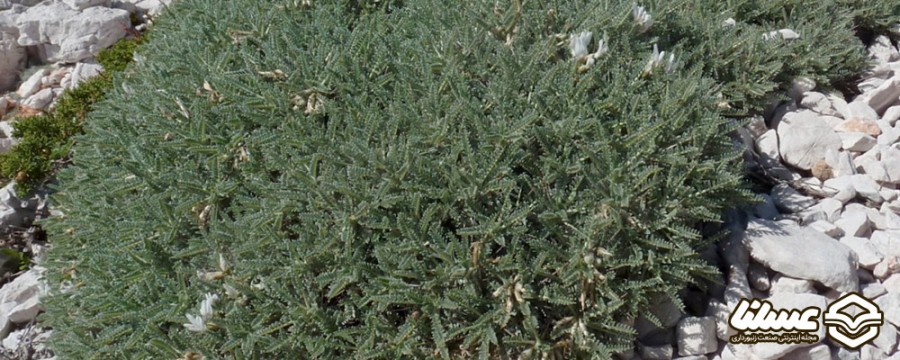 گیاه گون گتیرا