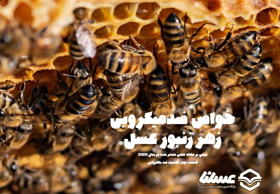 آشنایی با خواص ضدمیکروبی زهر زنبور عسل - قسمت دوم: خاصیت آنتی باکتریایی زهر زنبور
