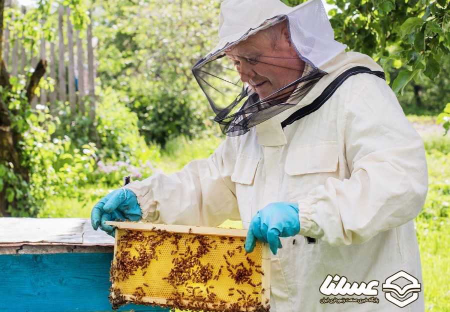 یک تولیدکننده عسل و کمک تغذیه‌های زنبورعسل مطرح کرد