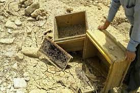 خسارت سیلاب به زنبورداران