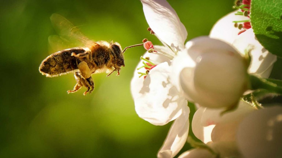 حقایقی جالب از دنیای شگفت انگیز زنبور عسل