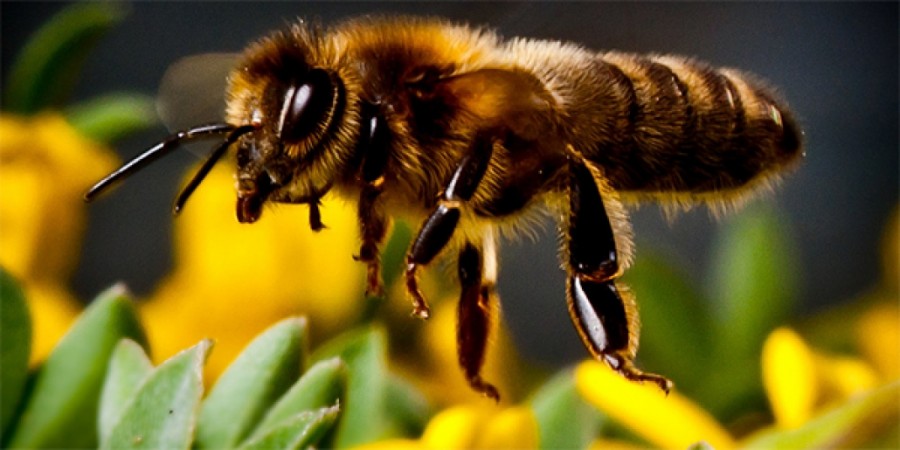 برآورد ضریب وراثت پذیری صفات ظاهری و تولید عسل کلونی های زنبور عسل