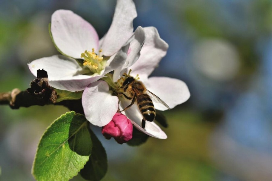 تقویت حافظه زنبور عسل با قهوه