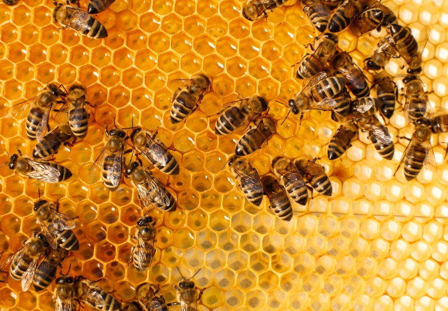 آیا می دانستید زنبورهای عسل در کندوهای دست ساز از سرمای زیاد رنج می برند