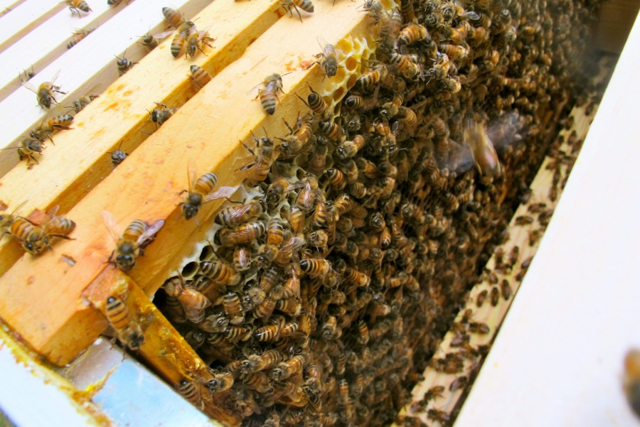 توسعه اقتصاد زنبورداری؛ چرا نیوزلند توانست و ما هنوز نتوانستیم