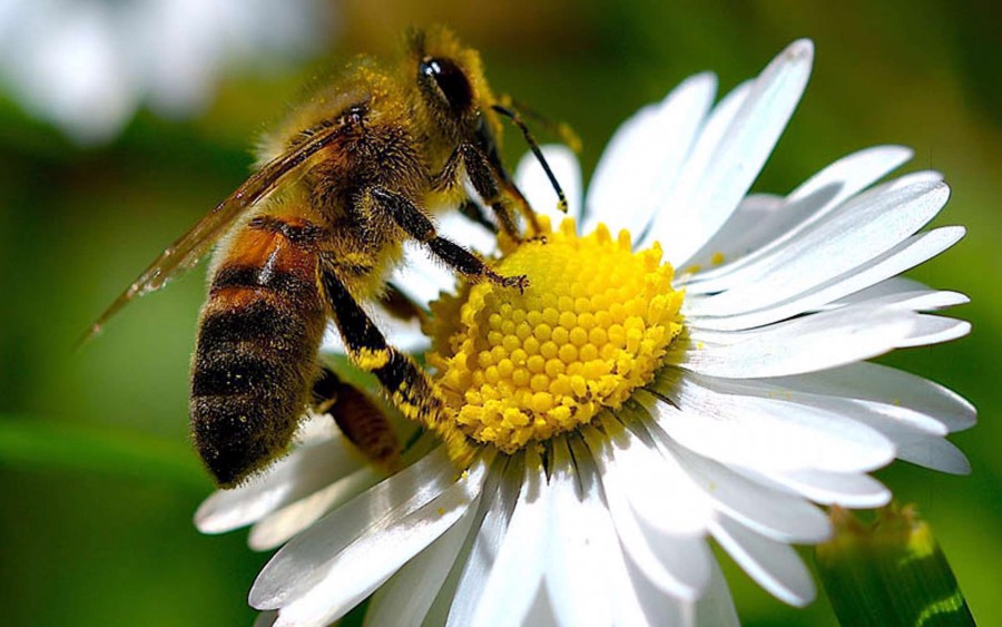 هوش مصنوعی ارتباط باستانی بین زنبورها و تکامل رنگ گل ها را افشا کرد