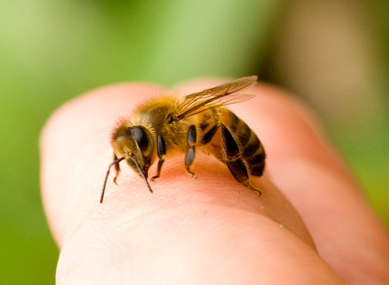 امگا 3 ؛ ناجی زنبورها از مسمومیت ناشی از آفت کش ها