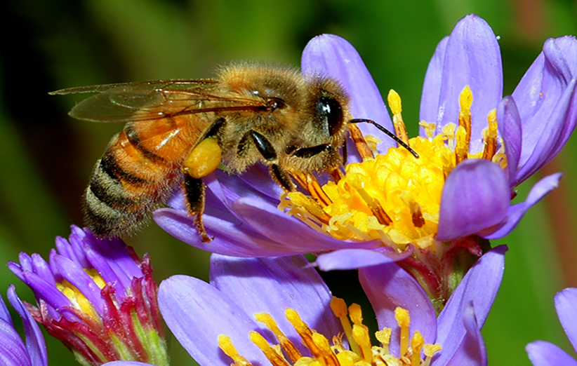 بعد از 59 سال از 8 گونه جدید زنبور عسل  رمز گشایی شد
