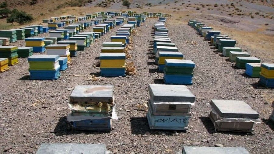 زنبورداری مناطق خشک