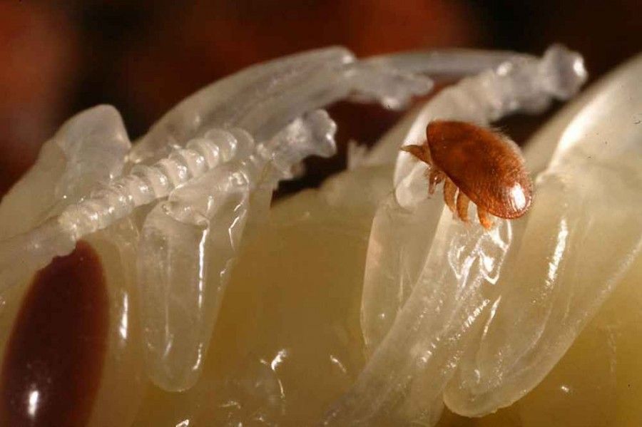 کنه واروا