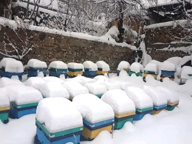 زمستان گذرانی کندو