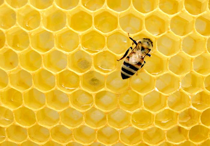 تأثیر شگفت انگیز زهر زنبور عسل در نابودی ویروس ها و بهبود زخم ها