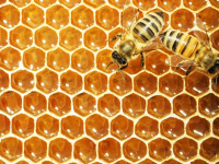با حمایت از زنبورعسل به امنیت غذایی و بقای کره خاکی کمک کنیم