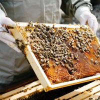 نکات مقدماتی که زنبوردار باید در مورد تغذیه زنبورعسل بداند